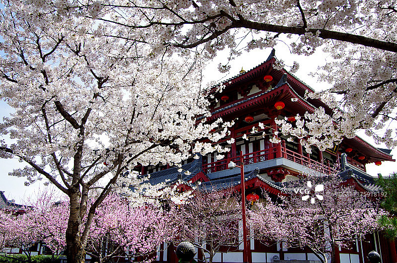 古建筑和樱花图片素材