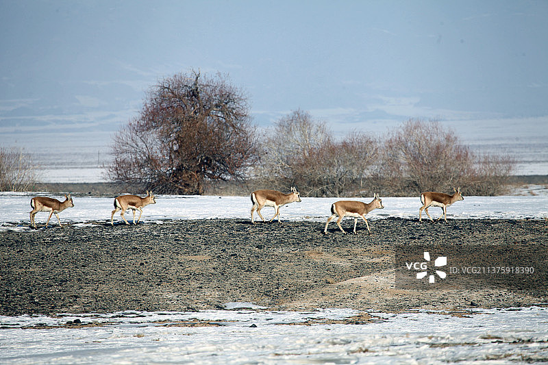 冬天山脚下的普氏原羚图片素材