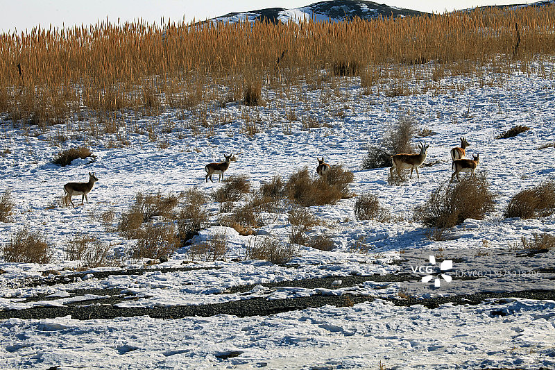 东天山脚下的鹅喉羚图片素材