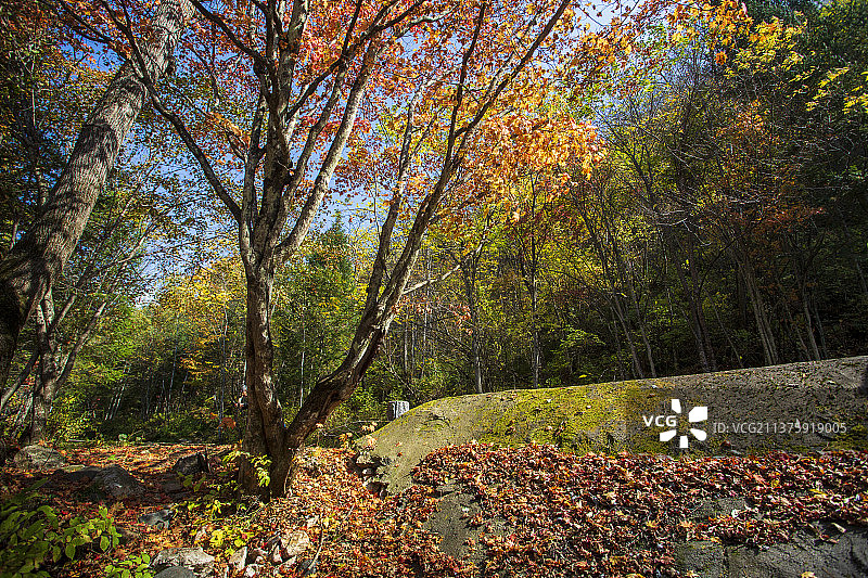 金秋彩林图片素材