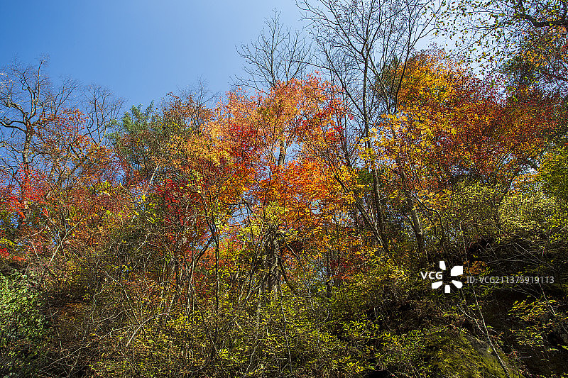 金秋彩林图片素材