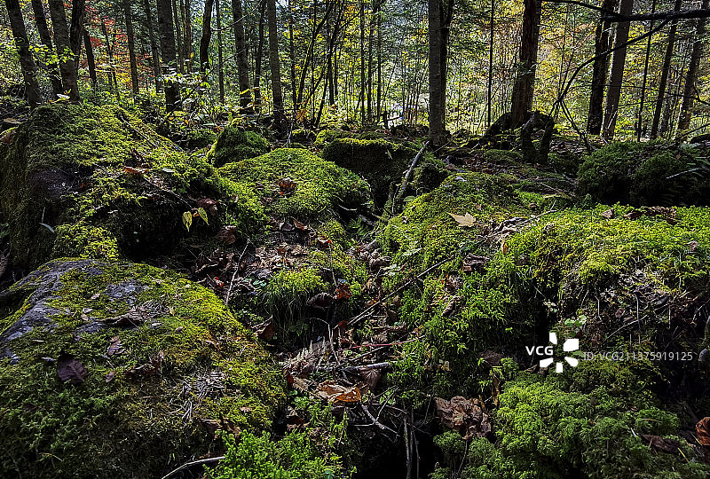 原始密林图片素材