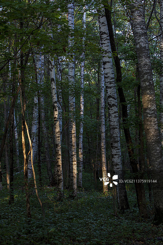 白桦林图片素材