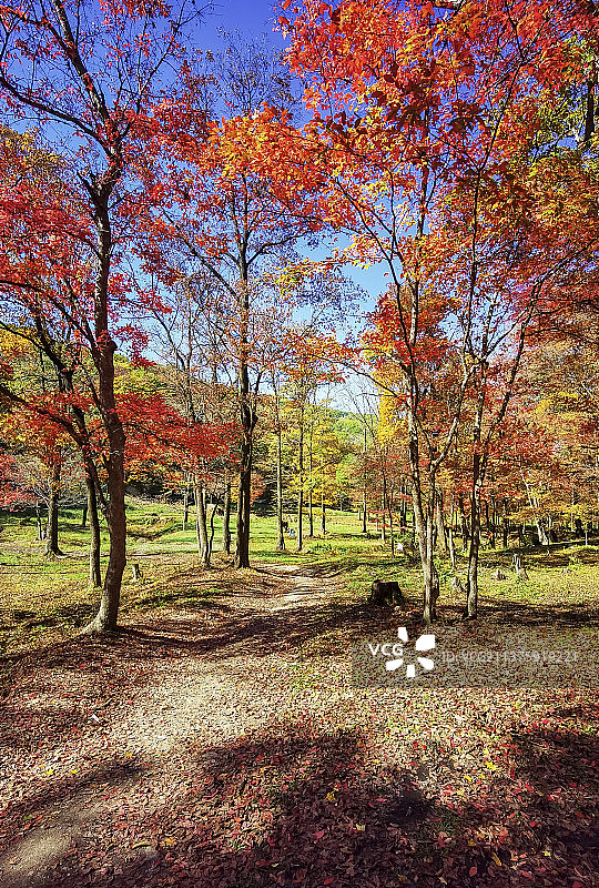 红叶谷秋色图片素材