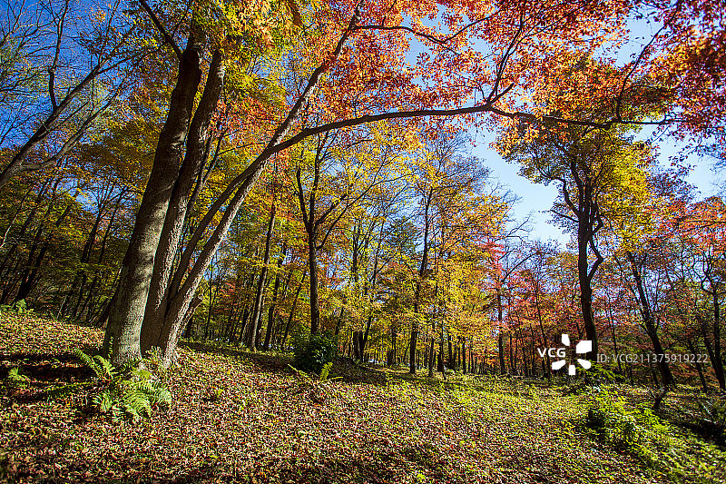 红叶谷秋色图片素材