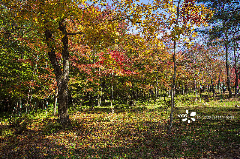 红叶谷秋色图片素材
