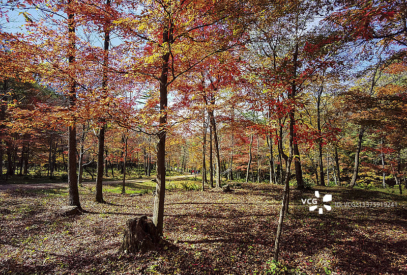 红叶谷秋色图片素材