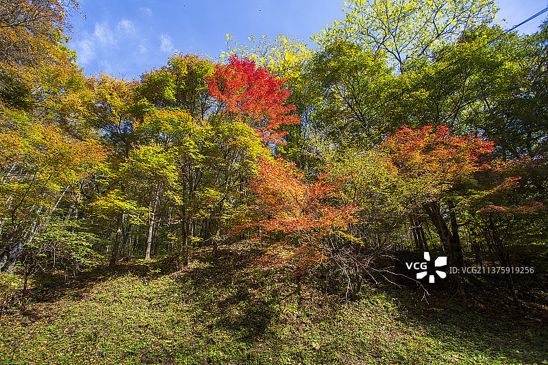 红叶谷秋色图片素材