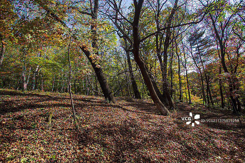 红叶谷秋色图片素材