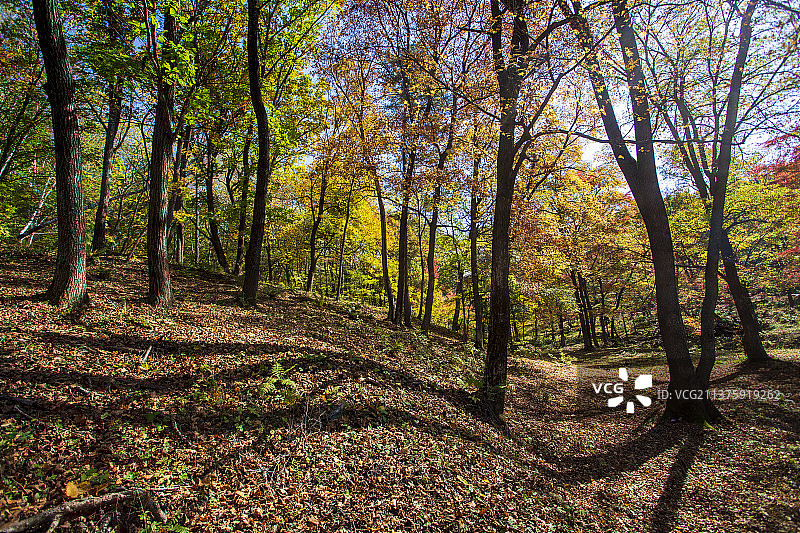 红叶谷秋色图片素材
