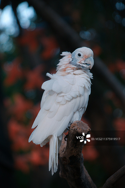 小凤头鹦鹉图片素材