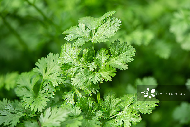种植的新鲜芫荽香菜图片素材