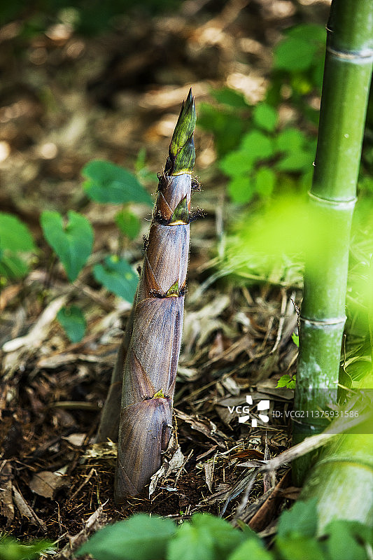 山区竹笋图片素材
