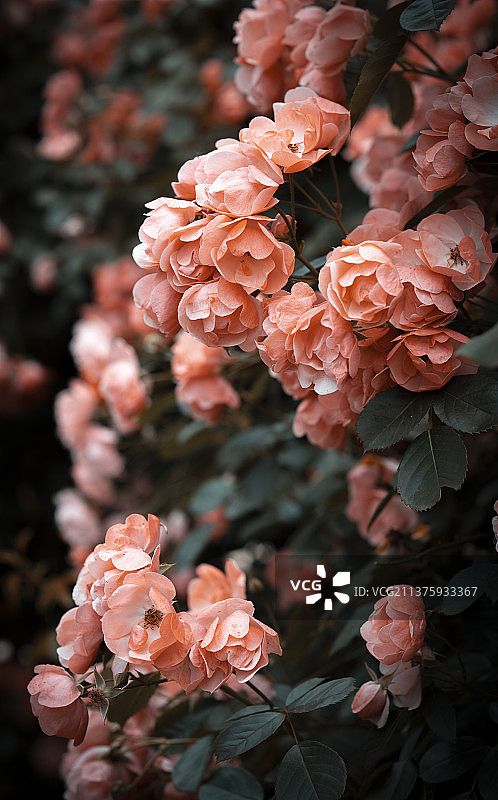 蔷薇花开图片素材