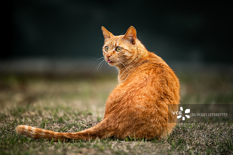 流浪橘猫图片素材