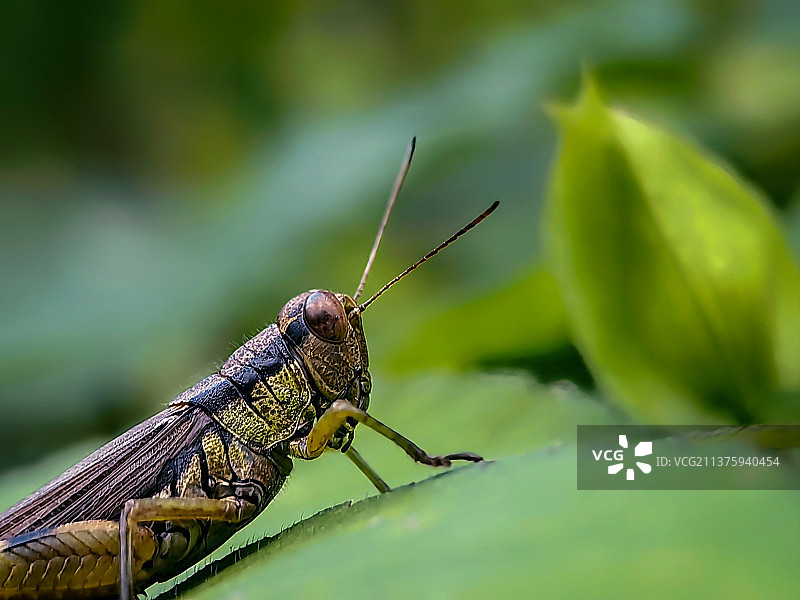 一只蚱蜢图片素材
