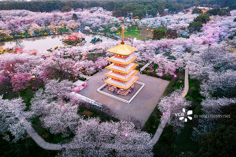 武汉樱花图片素材