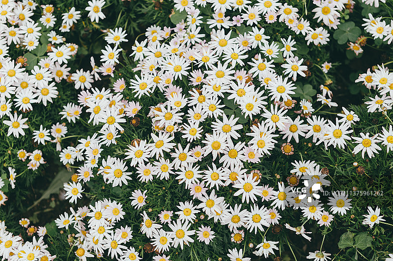 大滨菊草本植物图片素材