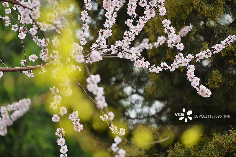 北京：桃花绽放笑迎春图片素材
