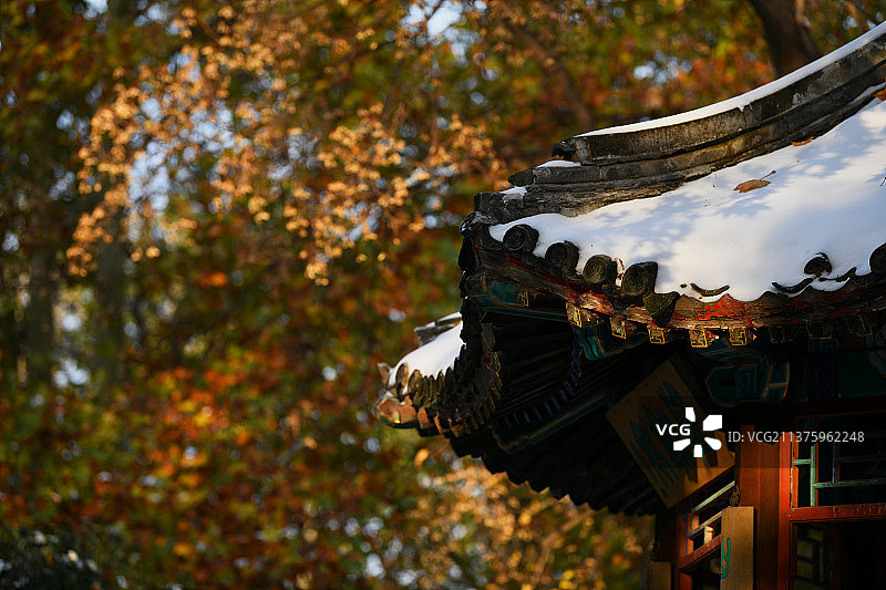 北京：枫叶与白雪的爱情—地坛公园雪景图片素材