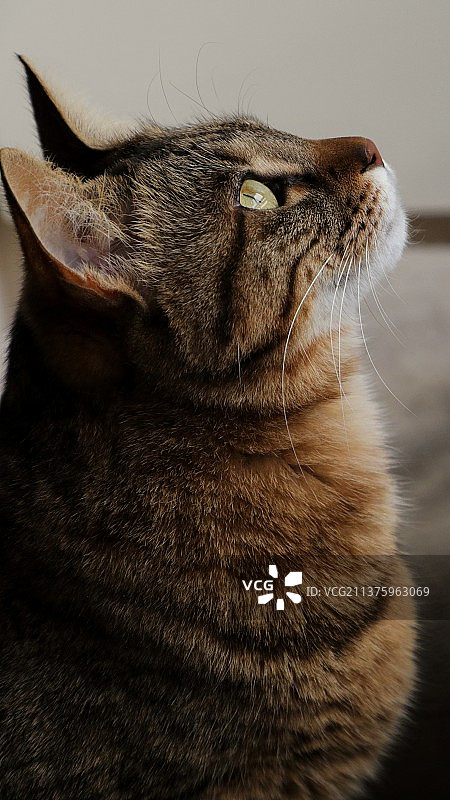 猫的特写肖像—仰天侧颜图片素材