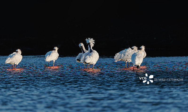 黑脸琵鹭图片素材