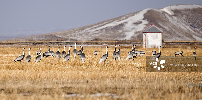 田间白枕鹤图片素材