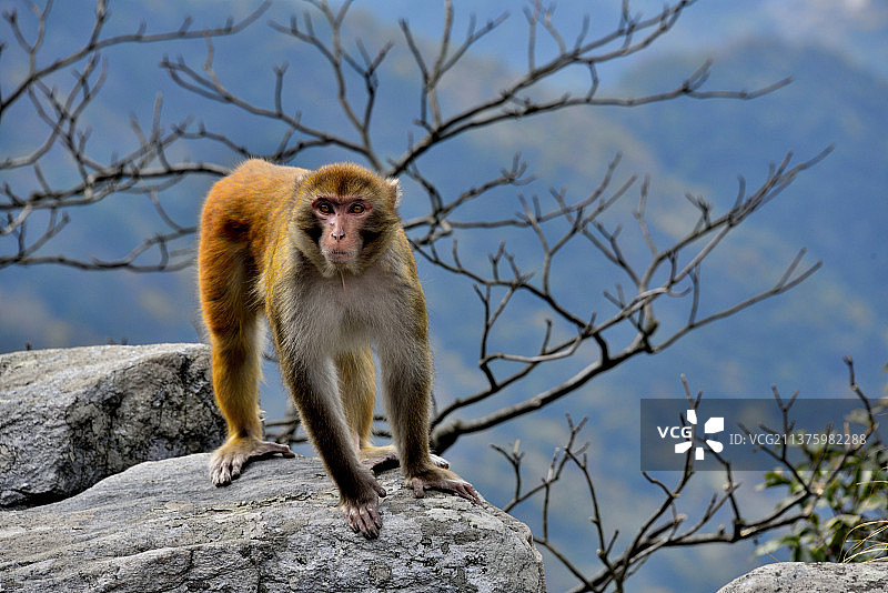 庐山野猴。图片素材