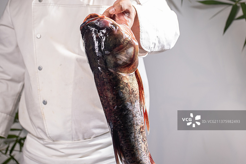 中餐厨师拿着一只花鲢鱼图片素材