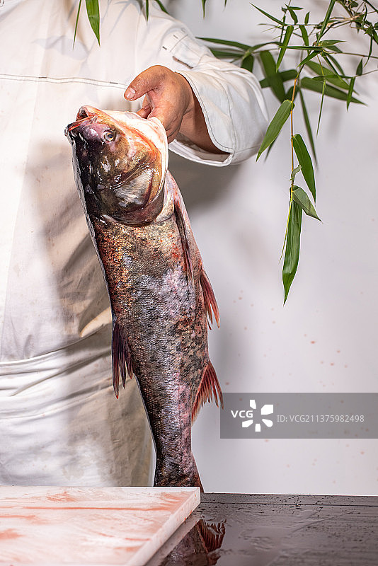中餐厨师拿着一只花鲢鱼图片素材