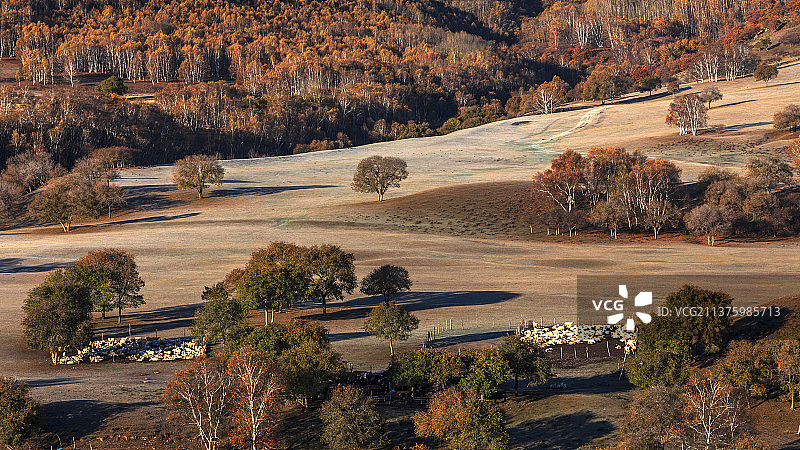 蛤蟆坝秋色（金秋、羊群、树木）图片素材