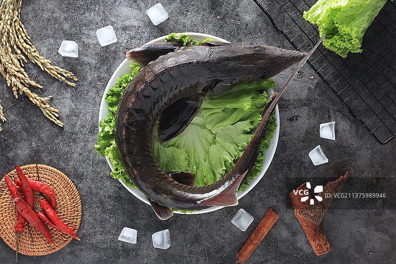 鲟鱼场景图拍摄图片素材