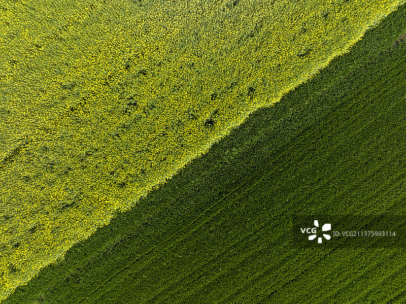 航拍田野庄稼绿色麦地黄色油菜花田农田农业自然风光图片素材