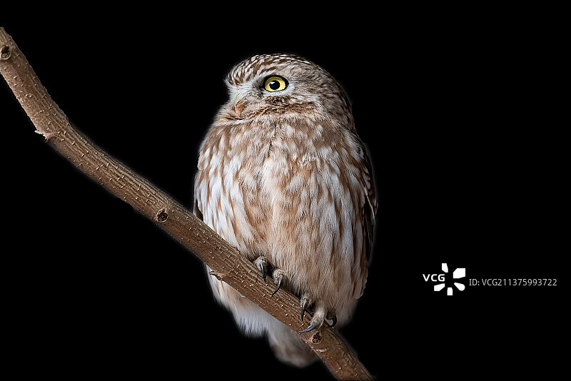 纵纹腹小鸮图片素材