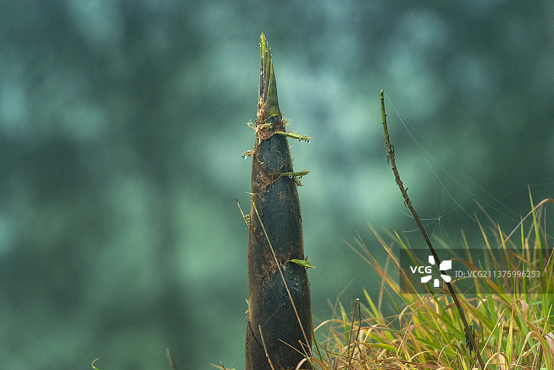含露的春笋图片素材