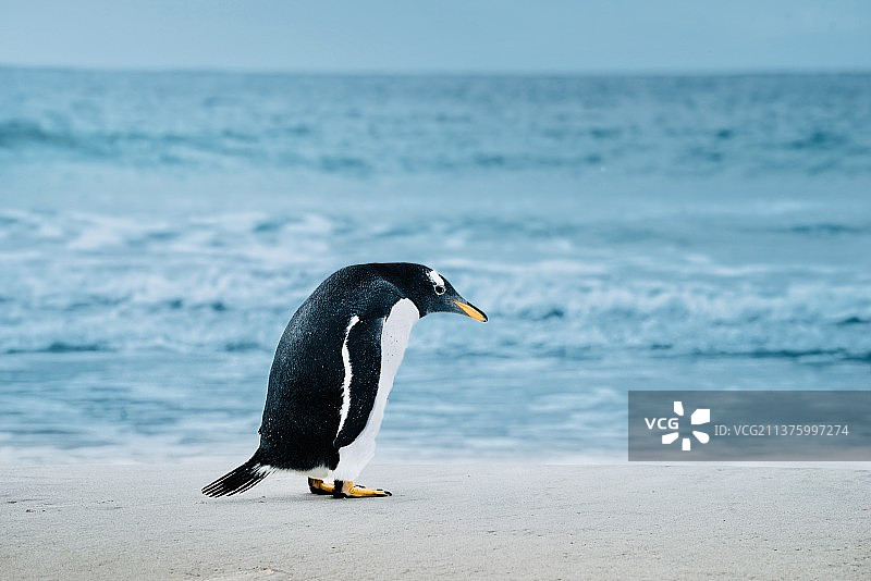 一只忧伤的企鹅图片素材