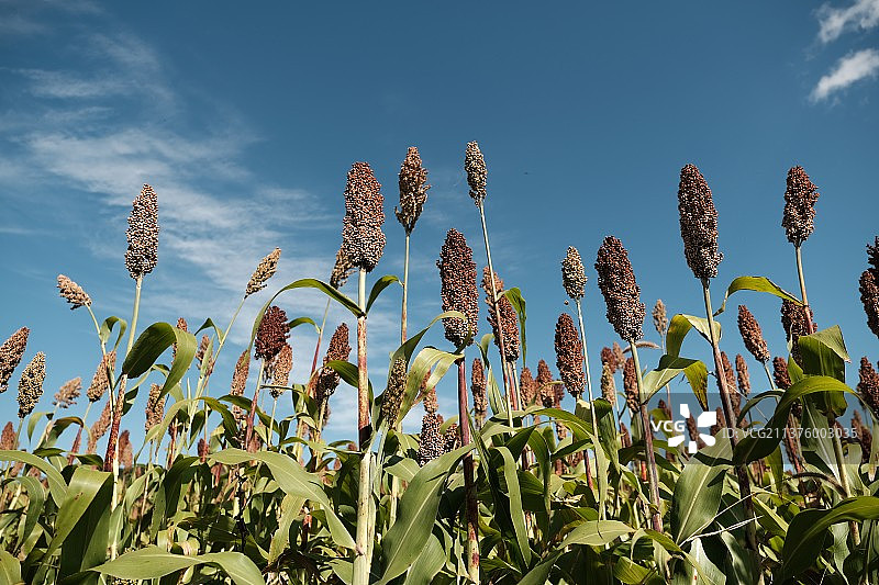 户外植物图片素材