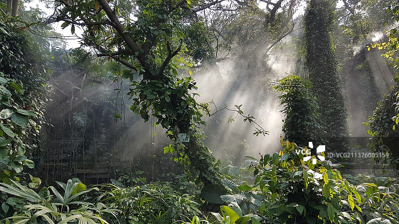 植物园中的光影图片素材