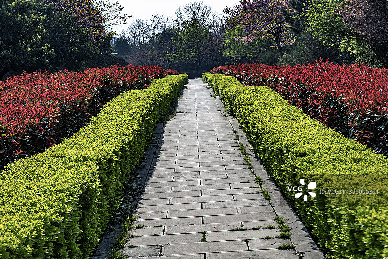 公园步道树木成荫洛阳隋唐植物园春色图片素材