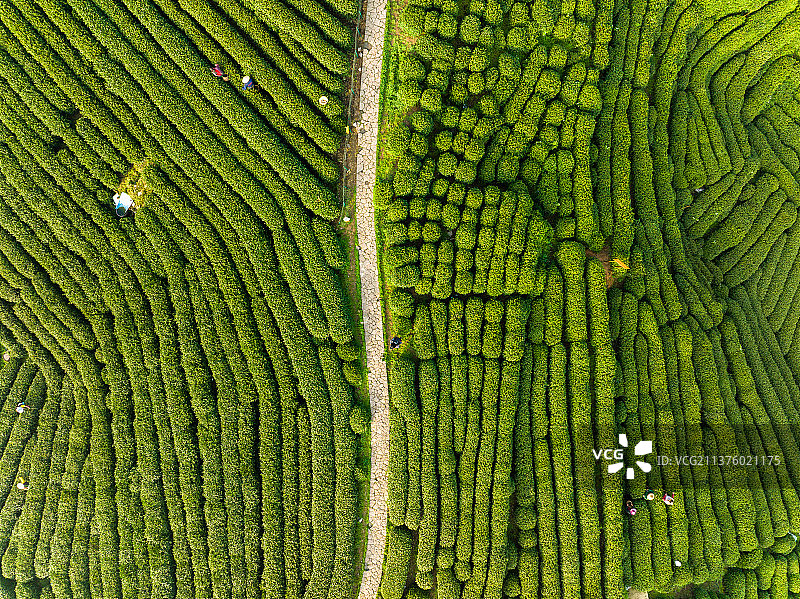 航拍浙江杭州西湖景区龙井村茶山图片素材