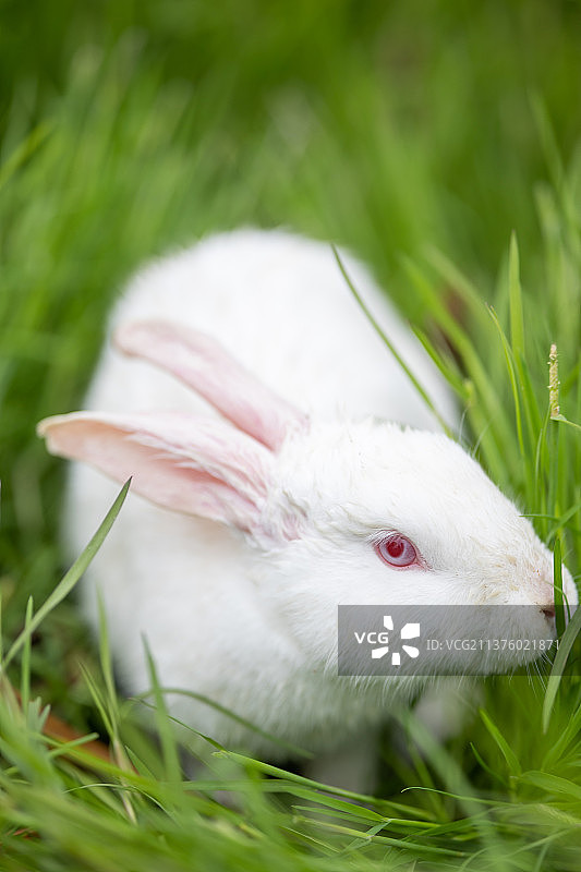 草丛里的一只白色的兔子特写图片素材