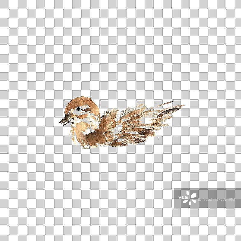 可爱的小鸟图片素材