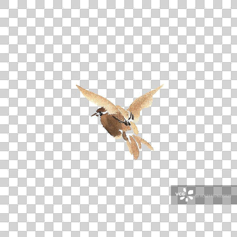 可爱的小鸟图片素材