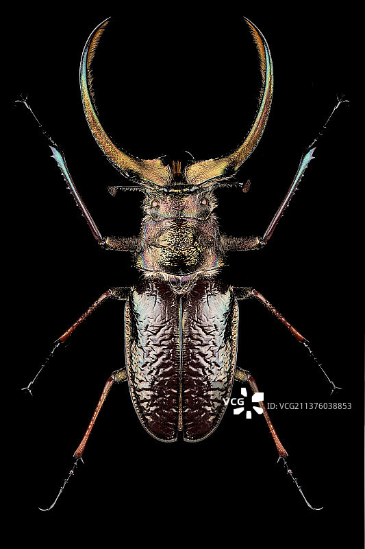 四眼楸甲图片素材