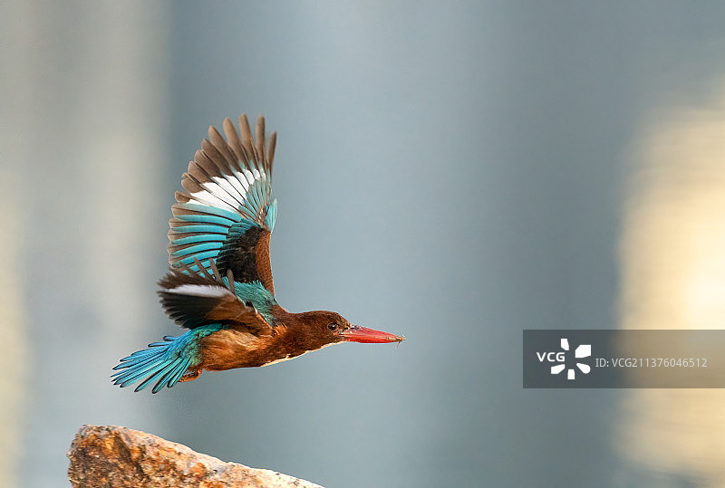 活跃于深圳人才公园的国家二级保护野生动物·白胸翡翠图片素材