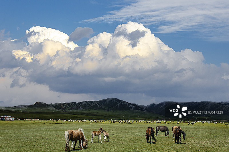 高原牧场图片素材