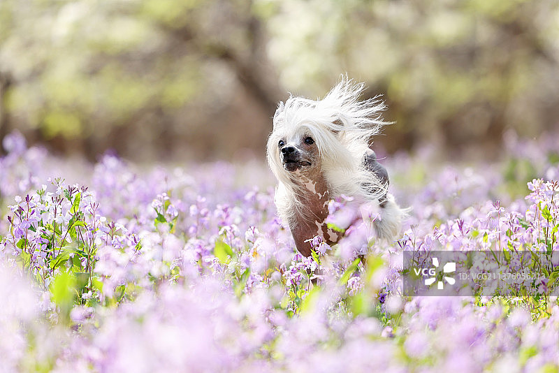 花海中的中国冠毛犬图片素材