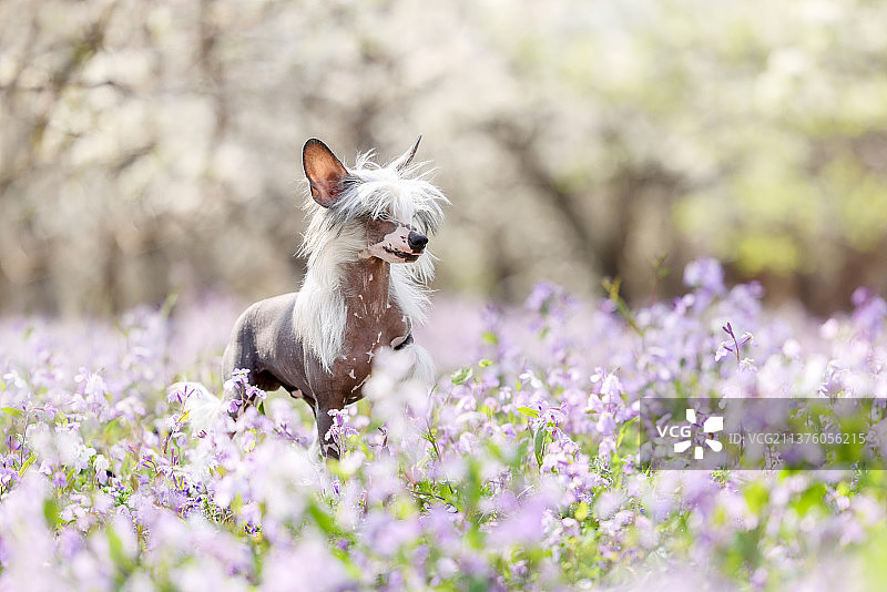 花海中的中国冠毛犬图片素材