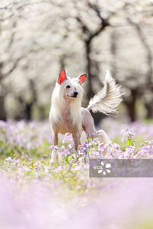 花海中的中国冠毛犬图片素材