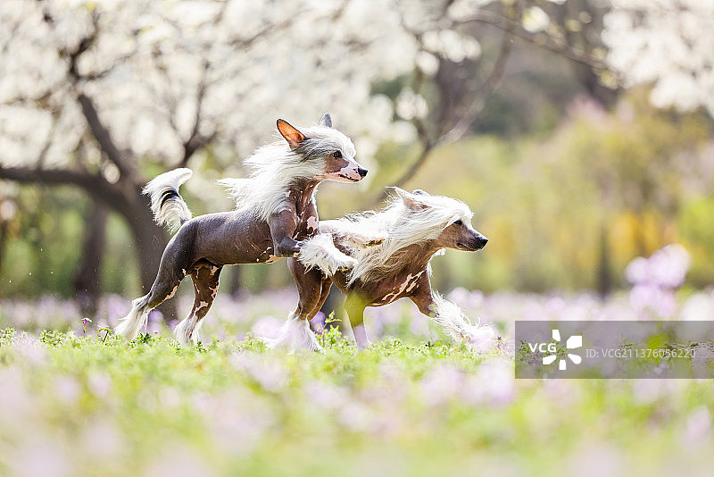 花海中的中国冠毛犬图片素材